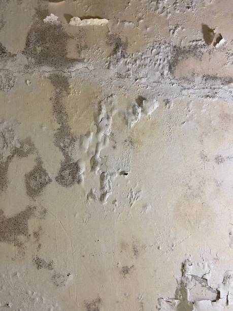 Best Home Mold Removal  in Oakdale, MN