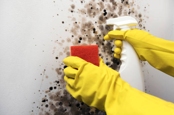 Best Mold Damage Repair  in Oakdale, MN