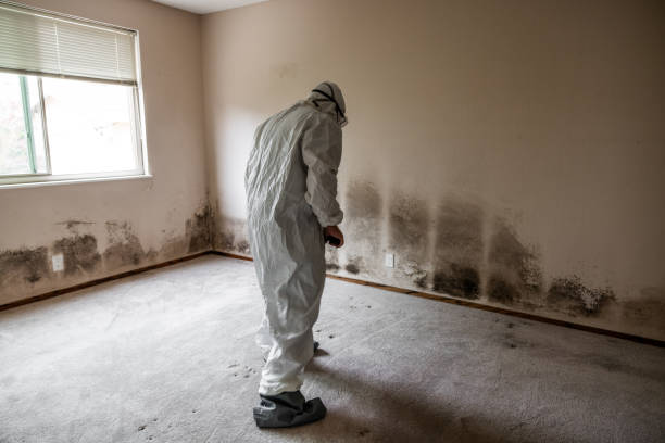 Professional Mold Removal in Oakdale, MN