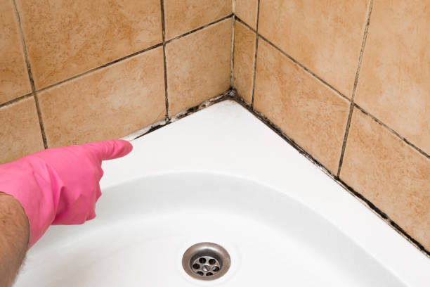 Best Mold Damage Repair  in Oakdale, MN